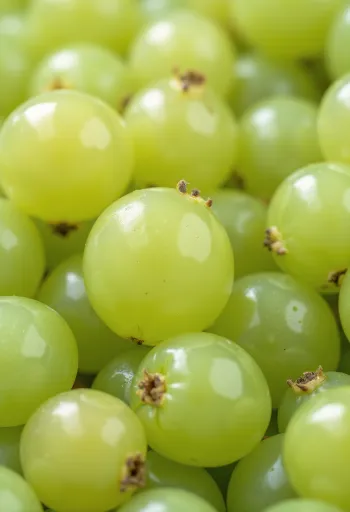 פירות חזרזר (Gooseberries) ירוקים ואדומים טריים עם עלים